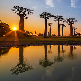 Sunset at the Avenue of Baobabs